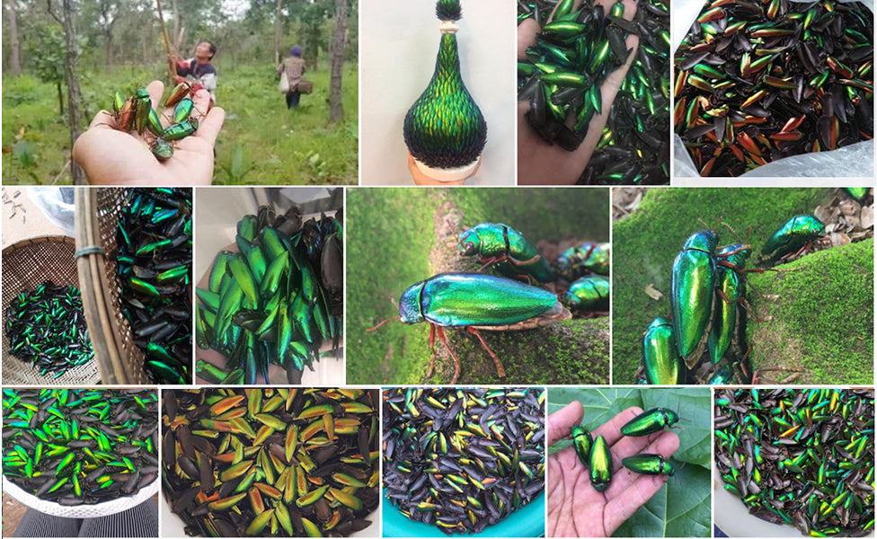 Jewel Beetle Wings UNDRILLED NO-HOLE 100 Pcs Natural Wings - OVAL 4 X 6 MM