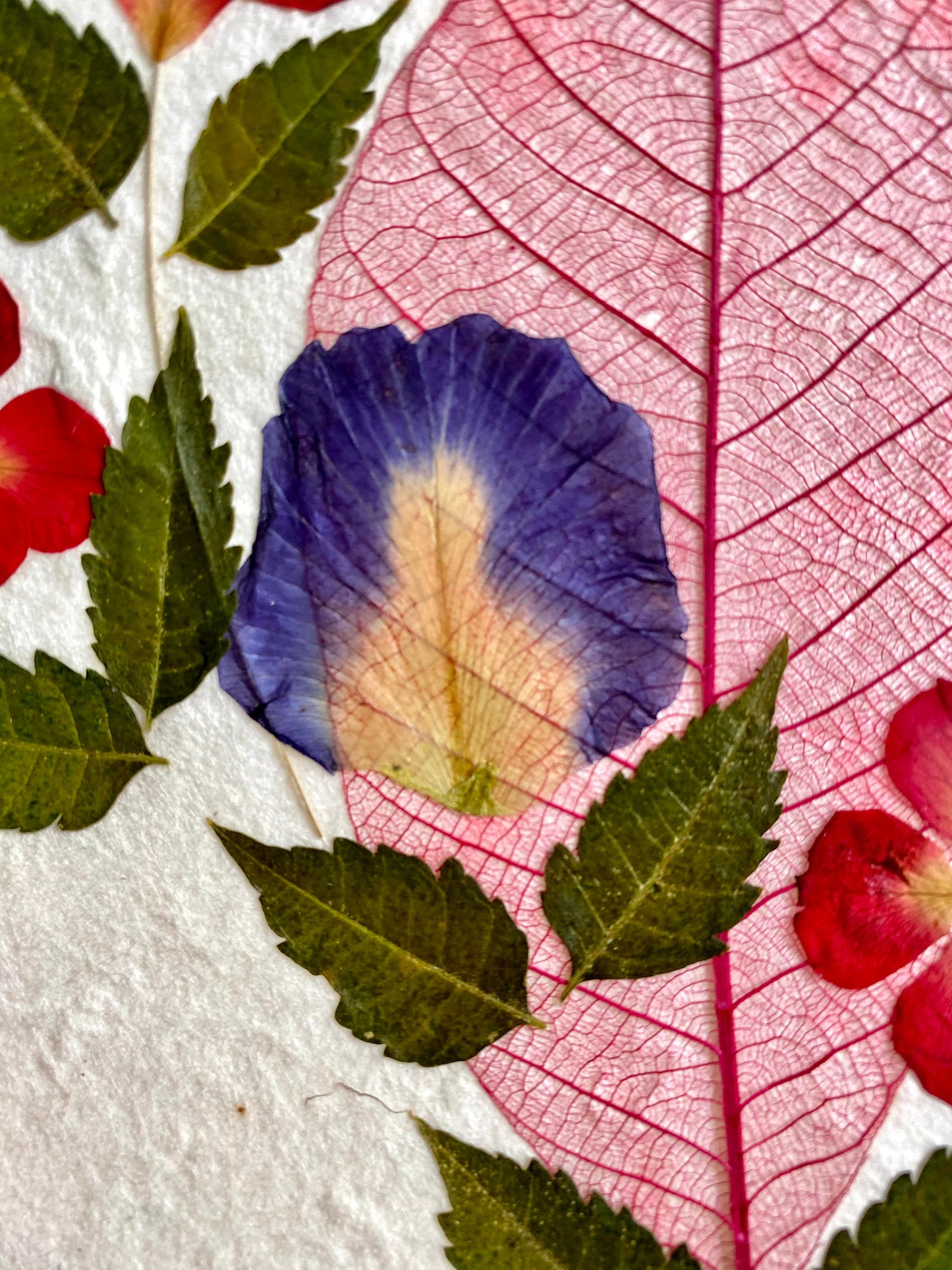 Sunne Tropical 4 Cards Random Pack Handmade Mulberry Paper Greeting Card 5x7 Inch Real Pressed Flowers- Skeleton Bodhi Leaf & Skeleton Rubber Leaf