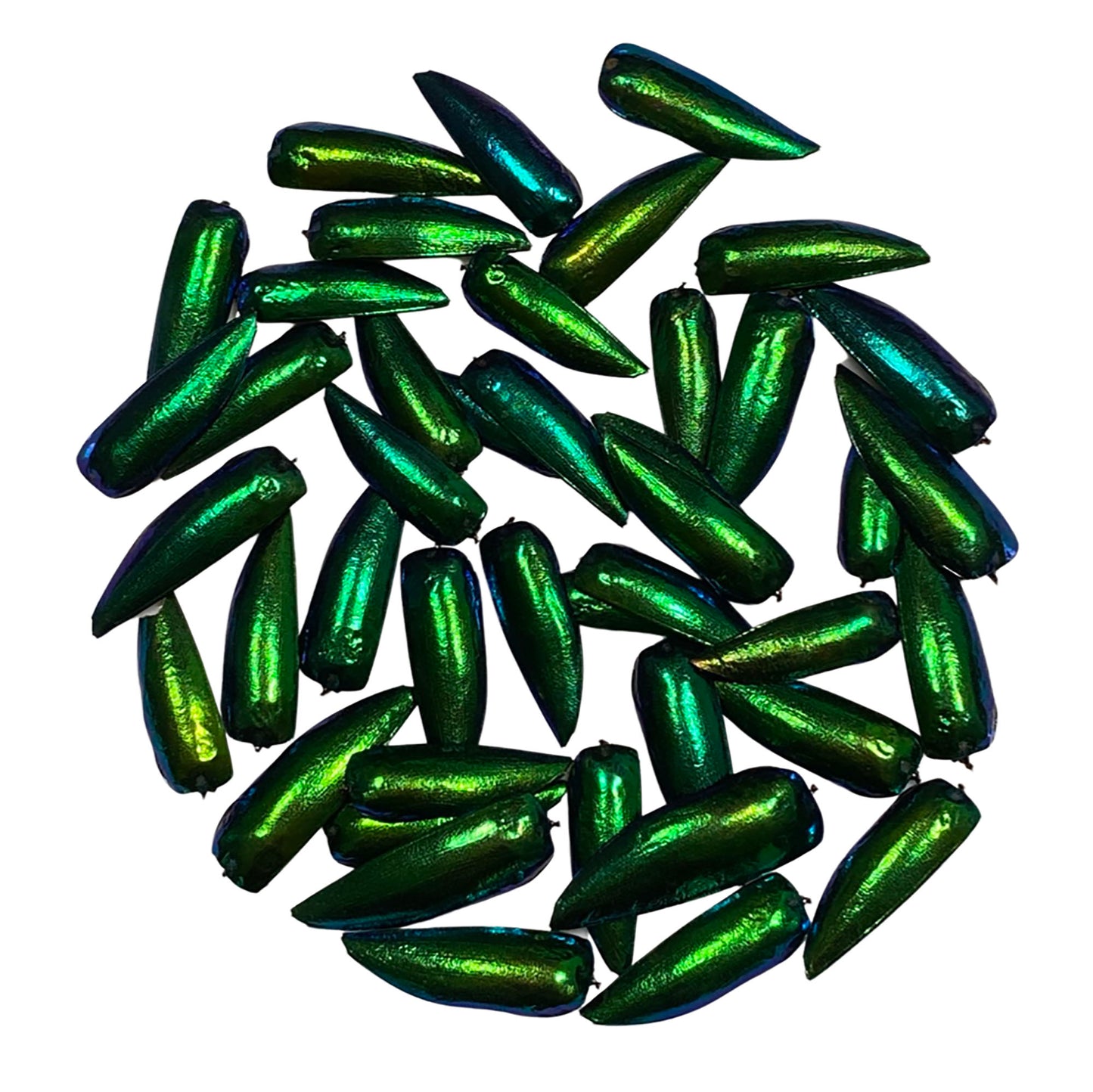Jewel Beetle Wings UNDRILLED NO-HOLE 100 Pcs Natural Wings - Metallic Iridescent Green