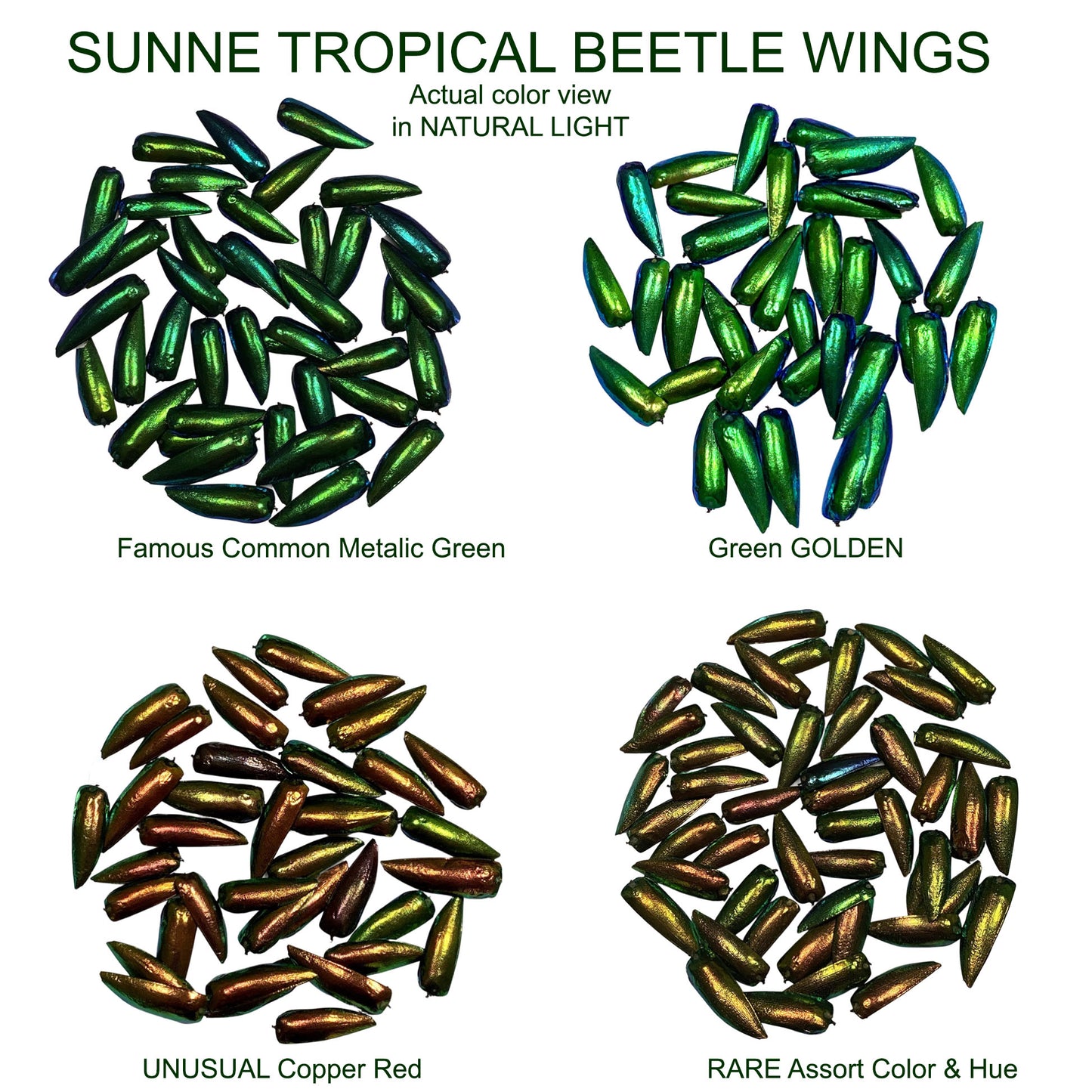 Jewel Beetles Wings UNDRILLED NO-HOLE 100 Pcs Natural Wings - Special RARE Color