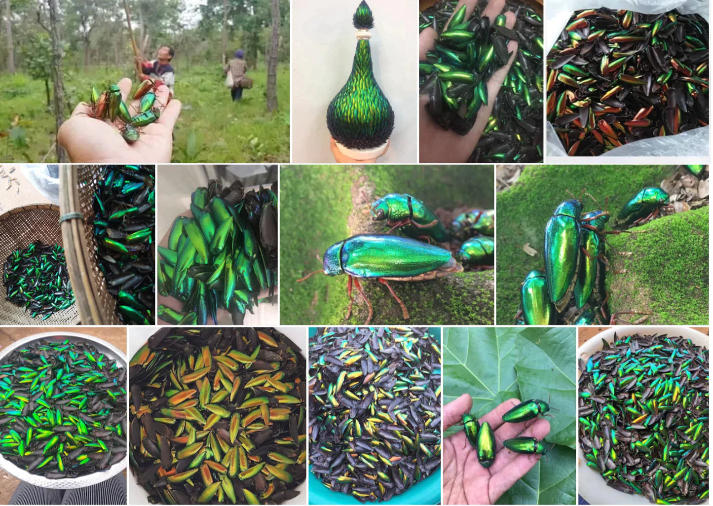 Jewel Beetle Wings UNDRILLED NO-HOLE 100 Pcs Natural Wings - Triangle 4 x 4 MM